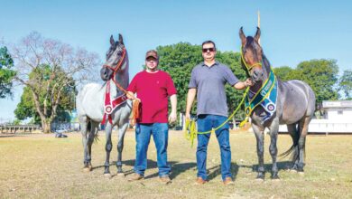 Cavalos de alto valor em exposição em Goiânia.