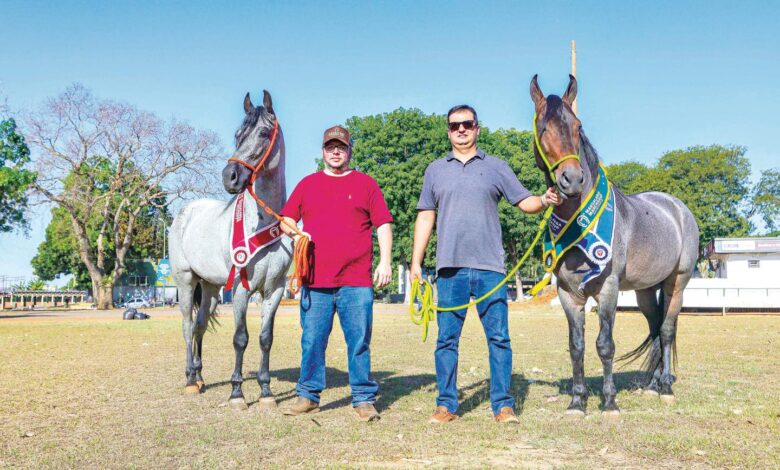 Cavalos de alto valor em exposição em Goiânia.