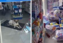Cão deitado ao lado de fraldas rasgadas dentro de uma farmácia.