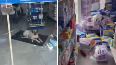 Cão deitado ao lado de fraldas rasgadas dentro de uma farmácia.