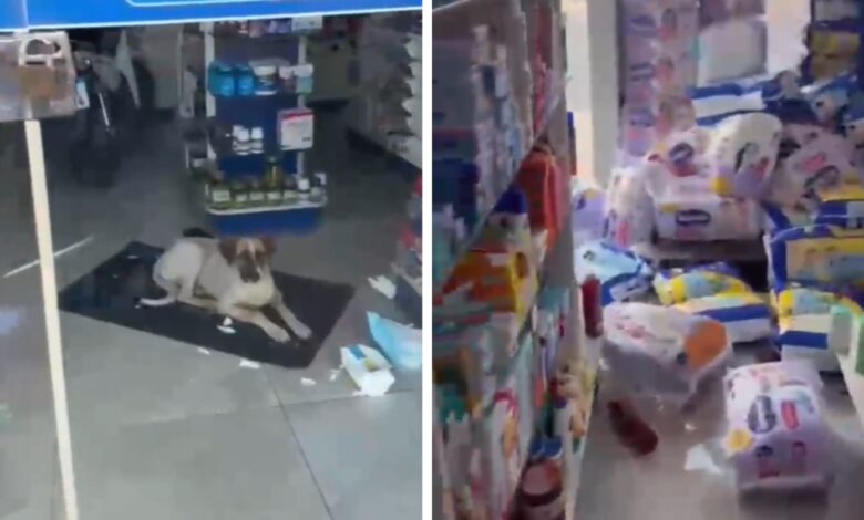 Cão deitado ao lado de fraldas rasgadas dentro de uma farmácia.