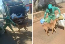 Cachorro caramelo brincando com coletor de lixo em Anápolis.