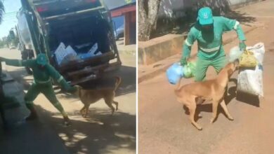 Cachorro caramelo brincando com coletor de lixo em Anápolis.