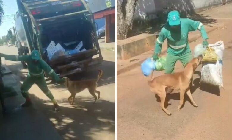 Cachorro caramelo brincando com coletor de lixo em Anápolis.