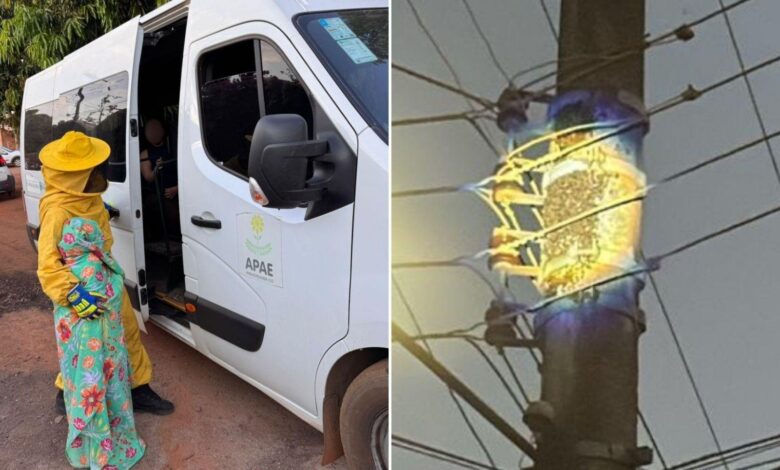 Ataque de abelhas atinge alunos da Apae em Goiás.