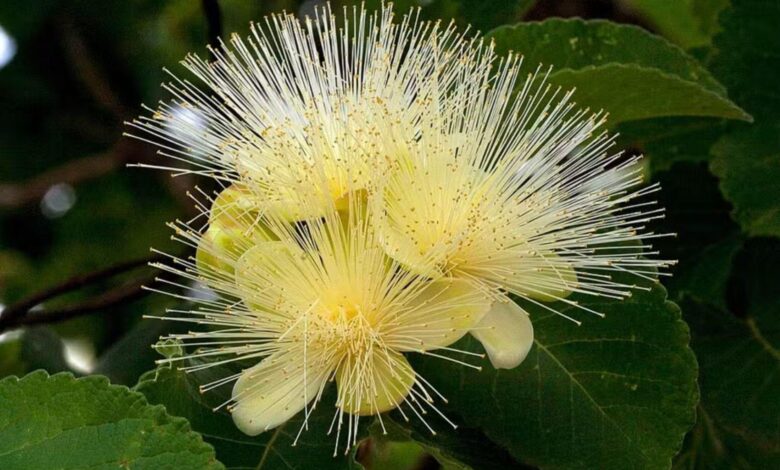 Paisagem de Palmas com flores do cerrado em meio à seca.