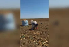 Equipes de fiscalização resgatam trabalhadores em condições de trabalho análogas à escravidão em Minas Gerais.