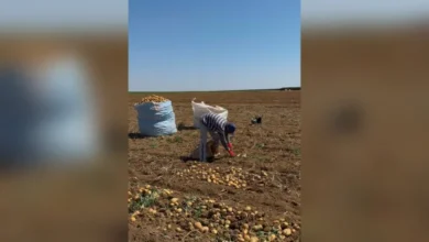 Equipes de fiscalização resgatam trabalhadores em condições de trabalho análogas à escravidão em Minas Gerais.