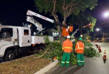 Equipe da Comurg realizando poda de jamelões em avenida de Goiânia.