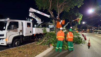 Equipe da Comurg realizando poda de jamelões em avenida de Goiânia.