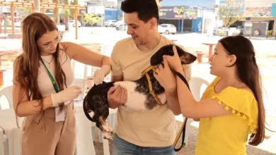 Veterinário aplicando vacina em cão durante campanha de vacinação em Aparecida de Goiânia.