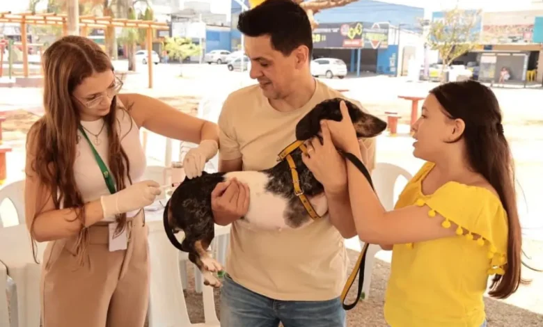 Veterinário aplicando vacina em cão durante campanha de vacinação em Aparecida de Goiânia.