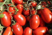 Plantação de tomates em Silvânia, Goiás.
