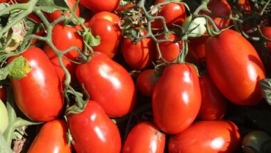Plantação de tomates em Silvânia, Goiás.