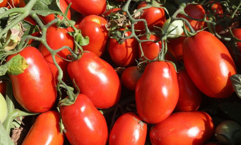 Plantação de tomates em Silvânia, Goiás.