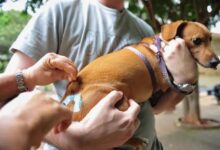 Vacinação de um cachorro em campanha contra a raiva em Goiânia.