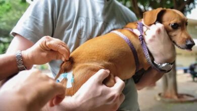 Vacinação de um cachorro em campanha contra a raiva em Goiânia.