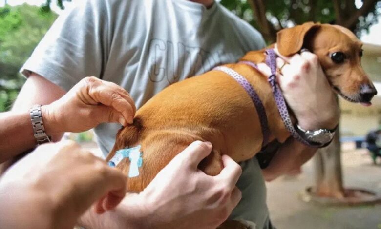 Vacinação de um cachorro em campanha contra a raiva em Goiânia.