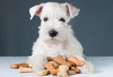 Cachorro recebendo um petisco das mãos de uma pessoa.