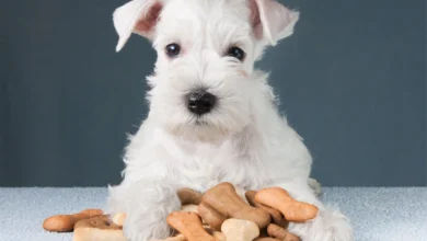 Cachorro recebendo um petisco das mãos de uma pessoa.