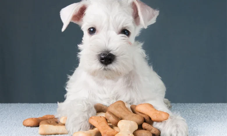 Cachorro recebendo um petisco das mãos de uma pessoa.