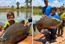 Menino de 4 anos com tambacu de 25 kg em Goiás.