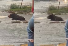 Tronco de árvore confundido com capivara por corretor de imóveis em Goiânia.