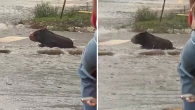 Tronco de árvore confundido com capivara por corretor de imóveis em Goiânia.