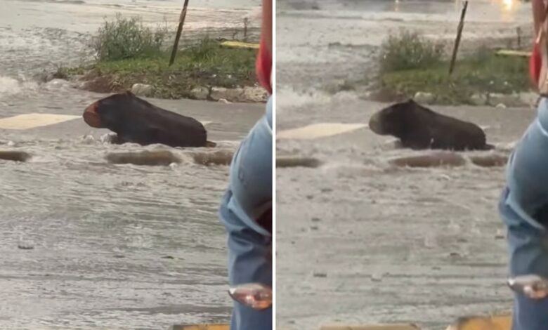 Tronco de árvore confundido com capivara por corretor de imóveis em Goiânia.