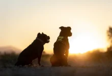 Cachorro deitado em um local sombreado com uma tigela de água ao lado.