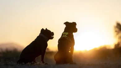 Cachorro deitado em um local sombreado com uma tigela de água ao lado.