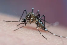Água acumulada em pratinho de planta, um dos criadouros do mosquito da dengue.