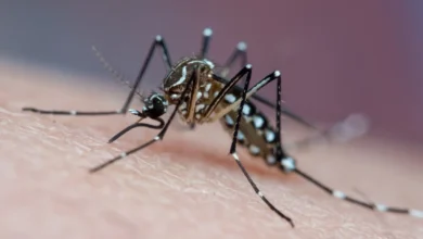 Água acumulada em pratinho de planta, um dos criadouros do mosquito da dengue.