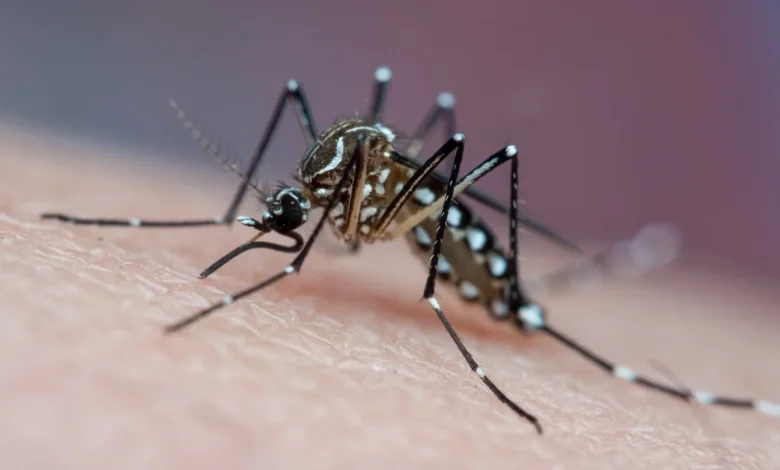 Água acumulada em pratinho de planta, um dos criadouros do mosquito da dengue.
