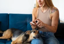 Pessoa limpando o ouvido de um cachorro com algodão.