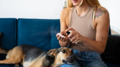 Pessoa limpando o ouvido de um cachorro com algodão.
