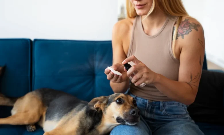 Pessoa limpando o ouvido de um cachorro com algodão.