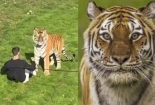 Tigre em cativeiro em um zoológico.