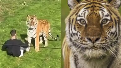 Tigre em cativeiro em um zoológico.