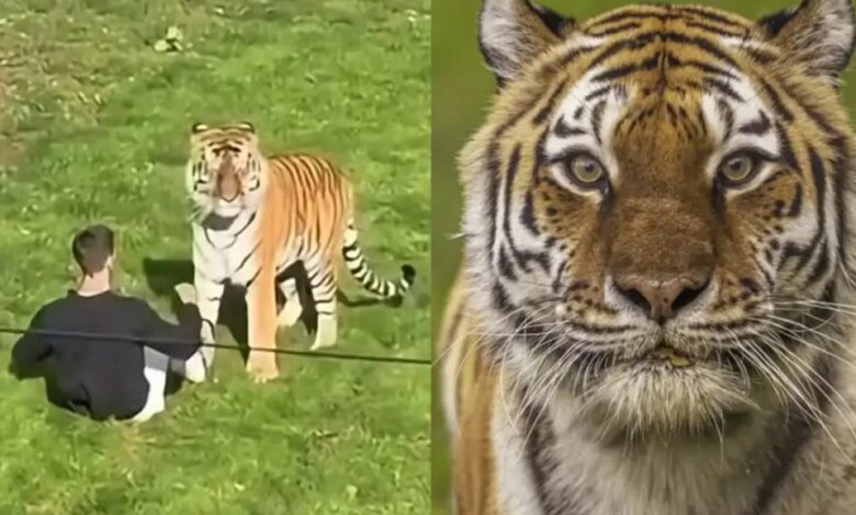 Tigre em cativeiro em um zoológico.
