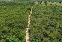 Imagem aérea de reflorestamento na Amazônia.