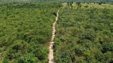 Imagem aérea de reflorestamento na Amazônia.