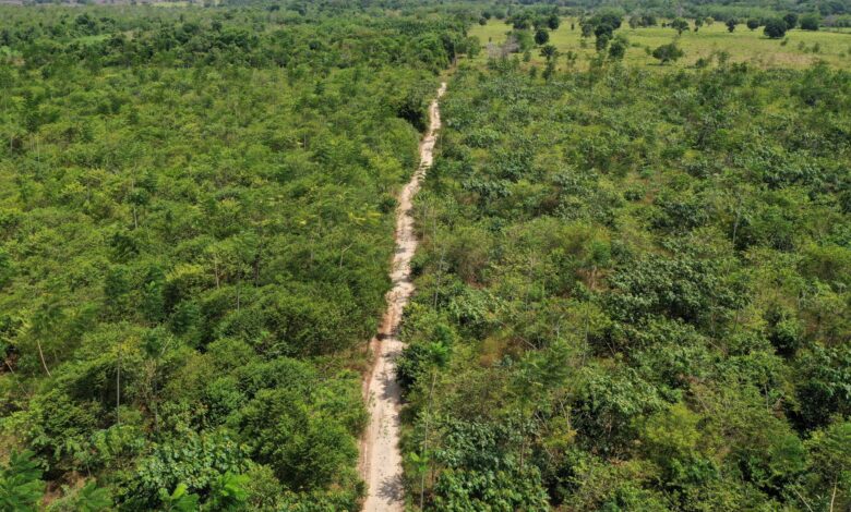 Imagem aérea de reflorestamento na Amazônia.