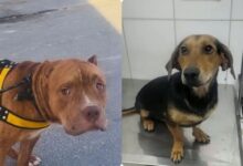 Dois cães, um pitbull e um vira-lata, em busca de adoção após resgate em Goiânia.