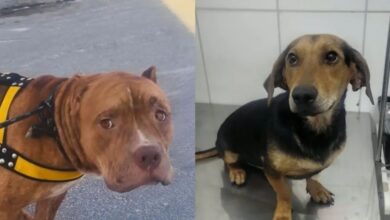 Dois cães, um pitbull e um vira-lata, em busca de adoção após resgate em Goiânia.