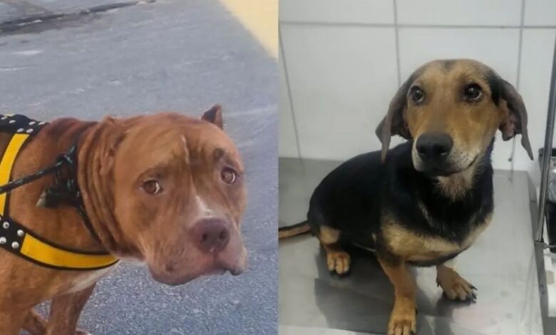 Dois cães, um pitbull e um vira-lata, em busca de adoção após resgate em Goiânia.