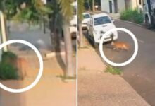 Onça caminhando pelas ruas de Uruaçu, Goiás.