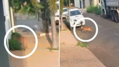 Onça caminhando pelas ruas de Uruaçu, Goiás.