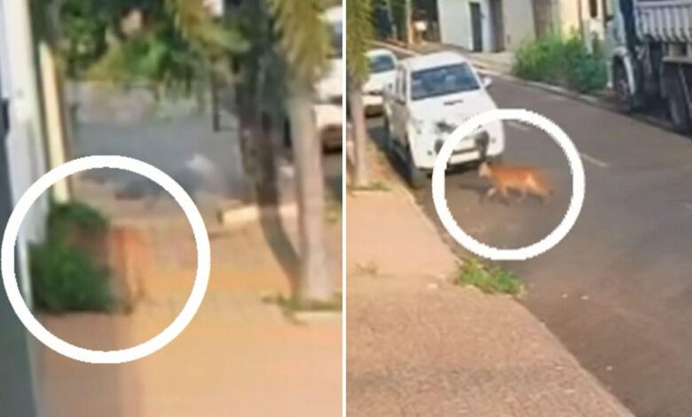 Onça caminhando pelas ruas de Uruaçu, Goiás.
