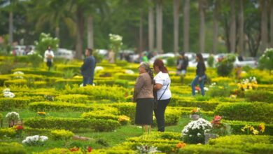 Flores coloridas sobre túmulos em cemitério de Goiânia.